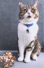 Load image into Gallery viewer, Easy Wear Colourful Collar With Bell for Small Cat Dog