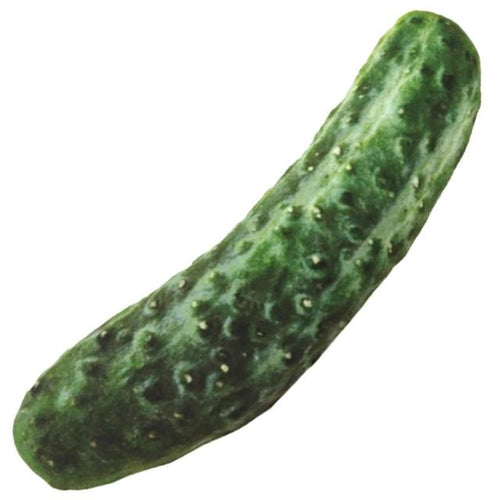 Medium Stuffed Squeaky Cucumber